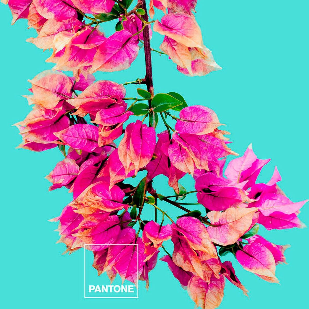 Bugnavilla Pantone子裝修-2