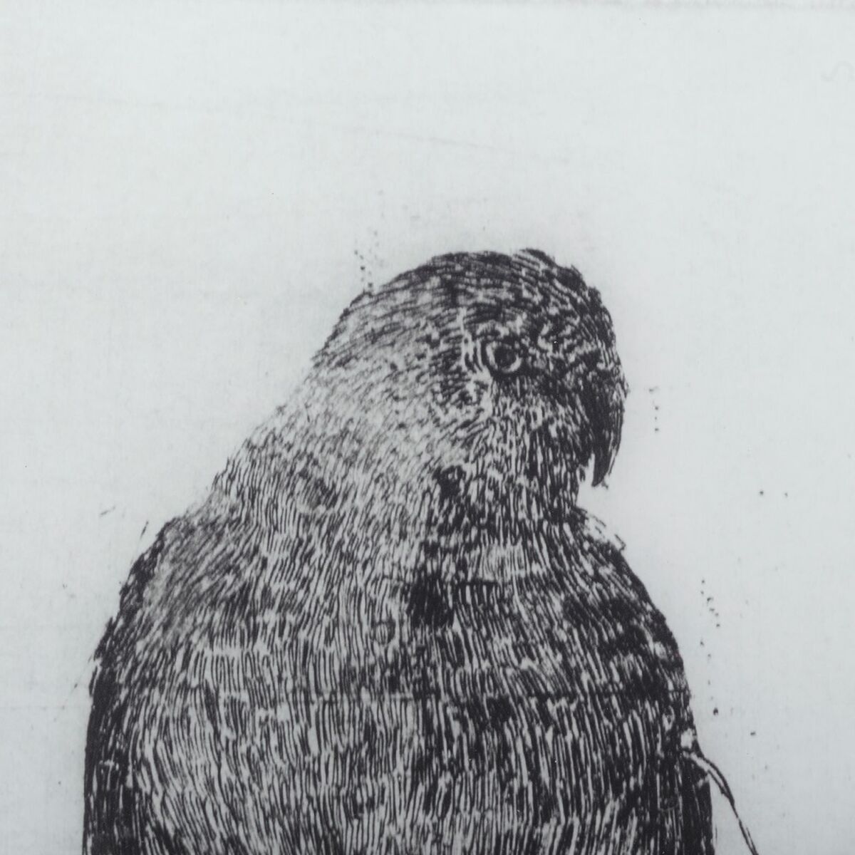 画布60 x 2.5 x 90 cm鸟类-2