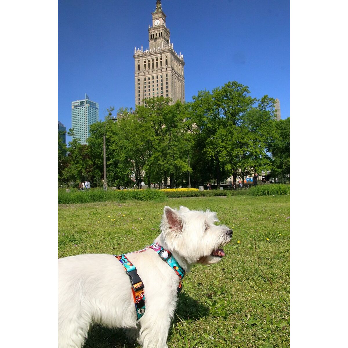 Matteo 30-50 cm Padded Dog Harness-2