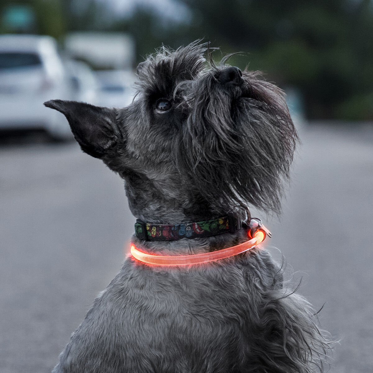 Светодиодный ошейник для домашних животных Petlux InnovaGoods-2