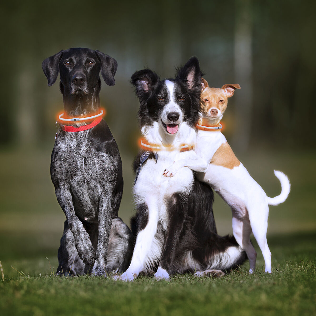 Светодиодный ошейник для домашних животных Petlux InnovaGoods-4