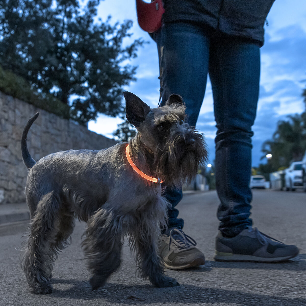 Светодиодный ошейник для домашних животных Petlux InnovaGoods-8