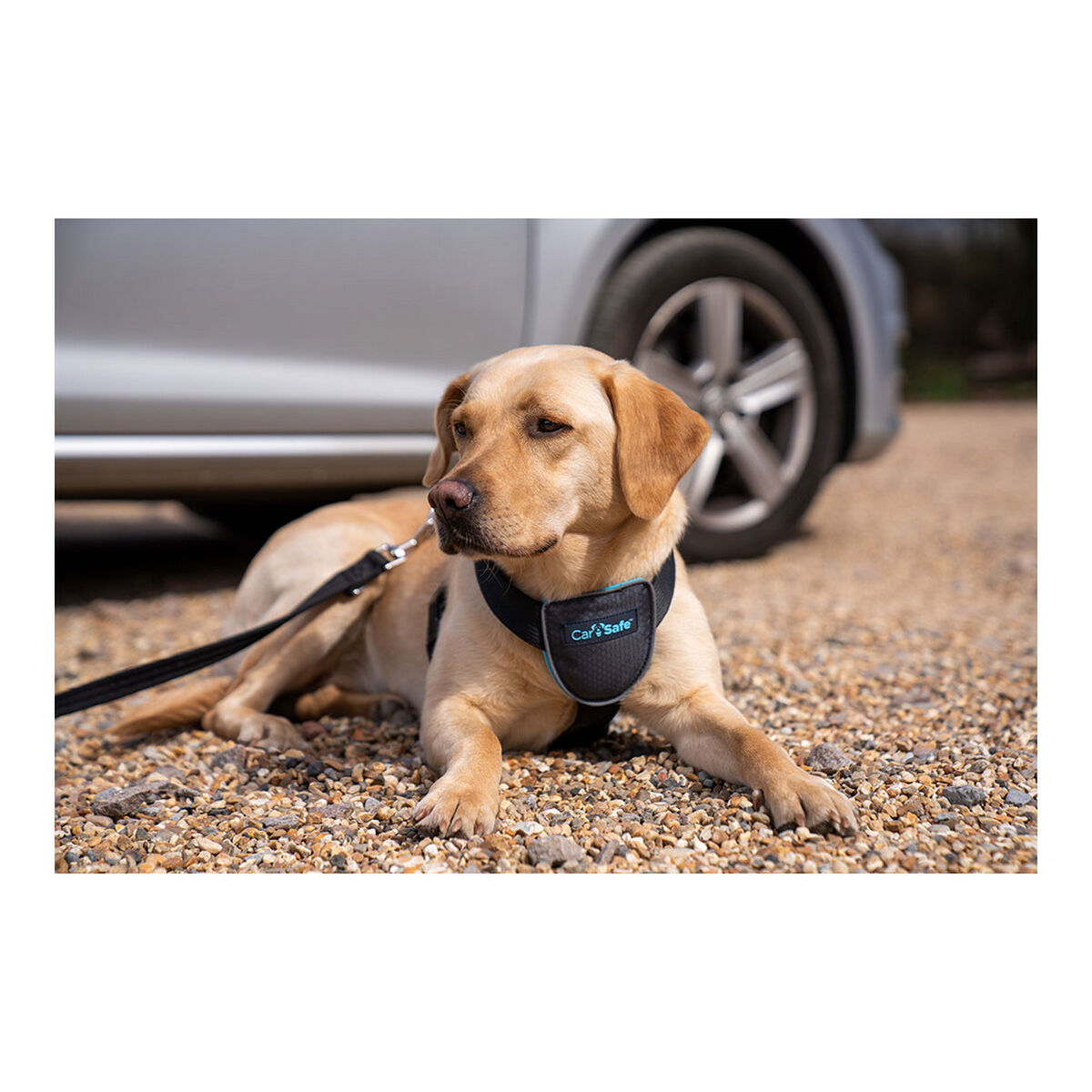 Dog Harness Company of Animals CarSafe Black Size M-5