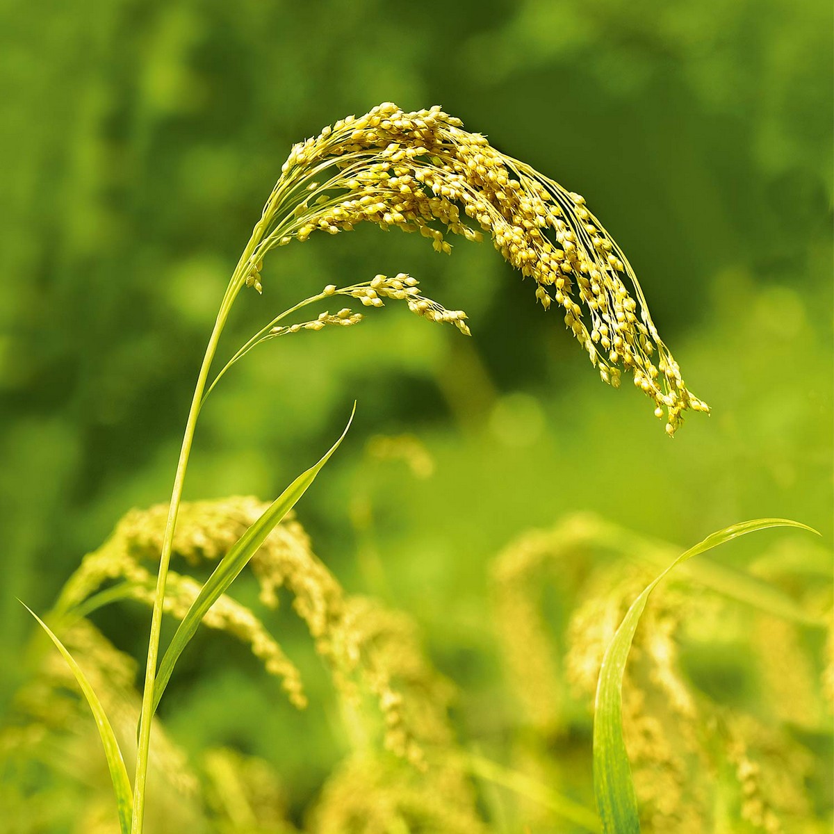 Weleda Millet Nourishing Shampoo (190 ml)-4