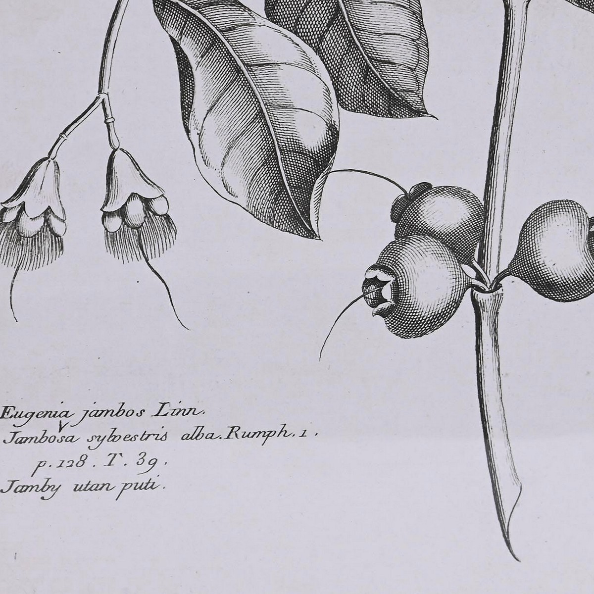 Картина DKD Home Decor Ель Стеклянный 50 x 65 x 2 cm 50 x 2 x 65 cm Ботанические растения (4 Предметы)-2