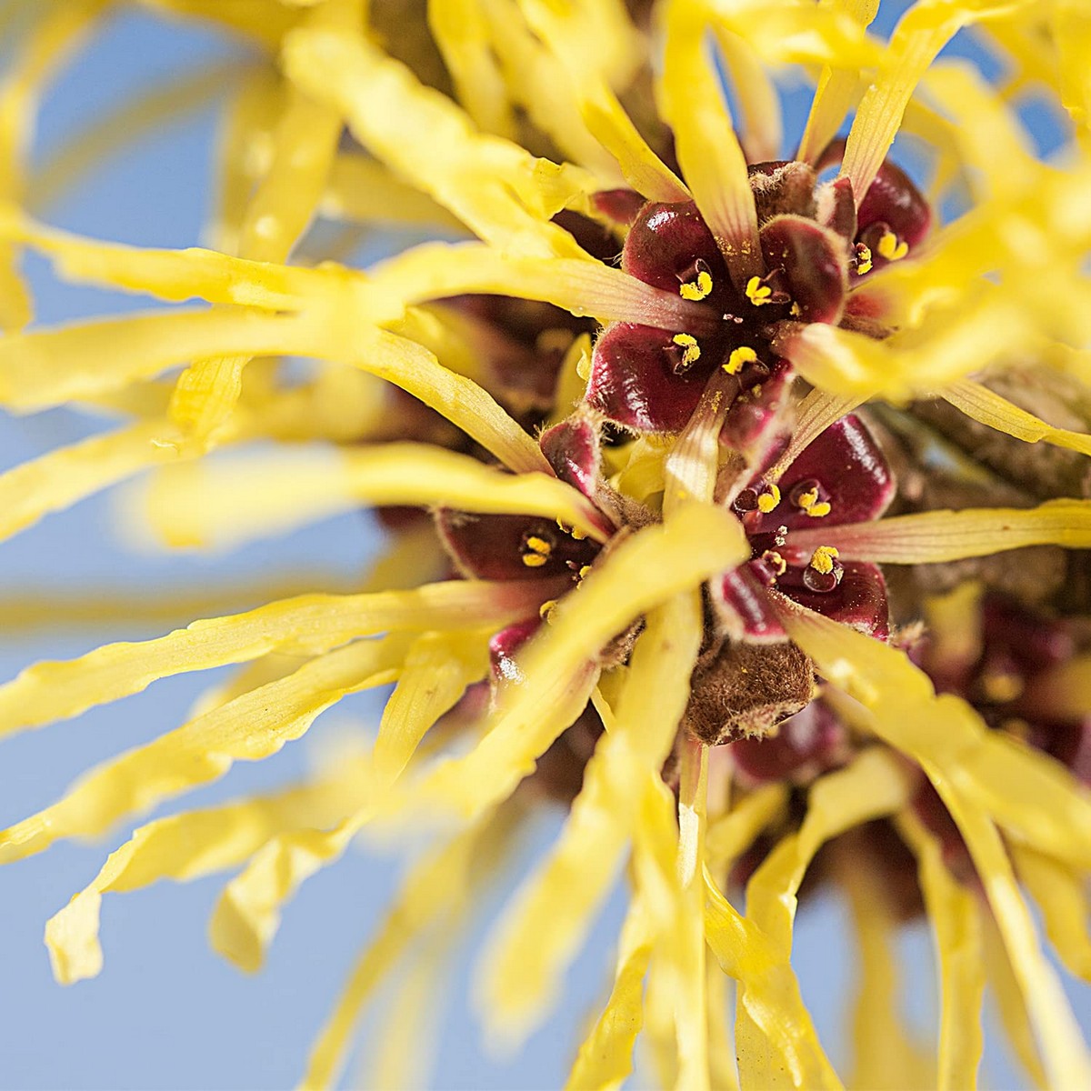 Лосьон для бритья Weleda (100 ml)-2