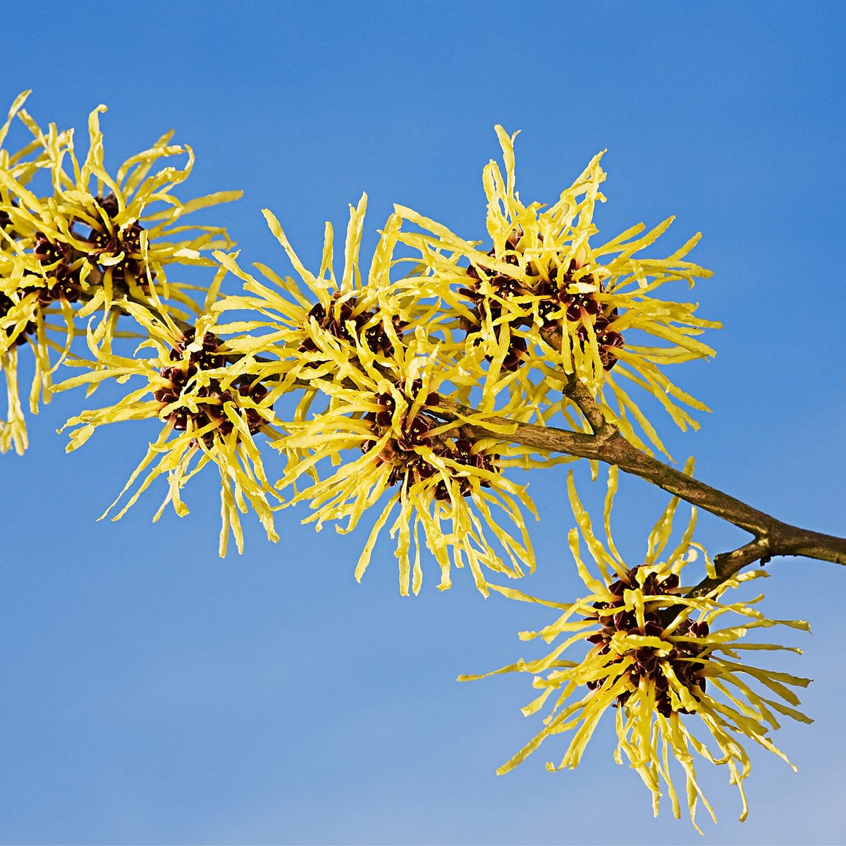 Лосьон для бритья Weleda (100 ml)-3