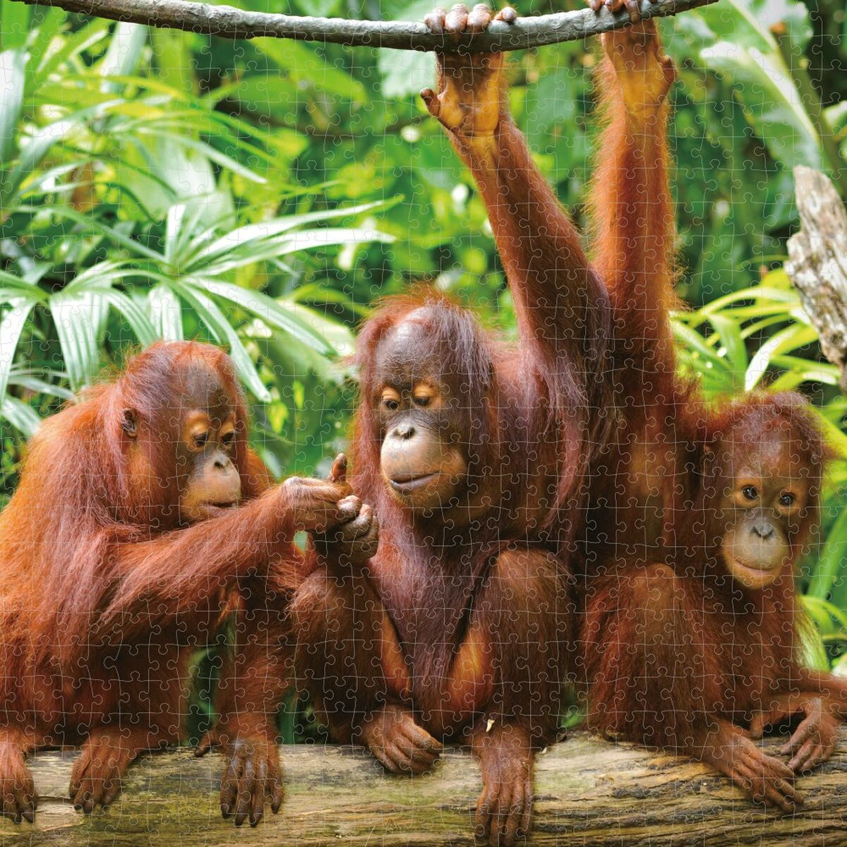 Головоломка Colorbaby Orangutan 6 штук 68 x 50 x 0,1 cm-5