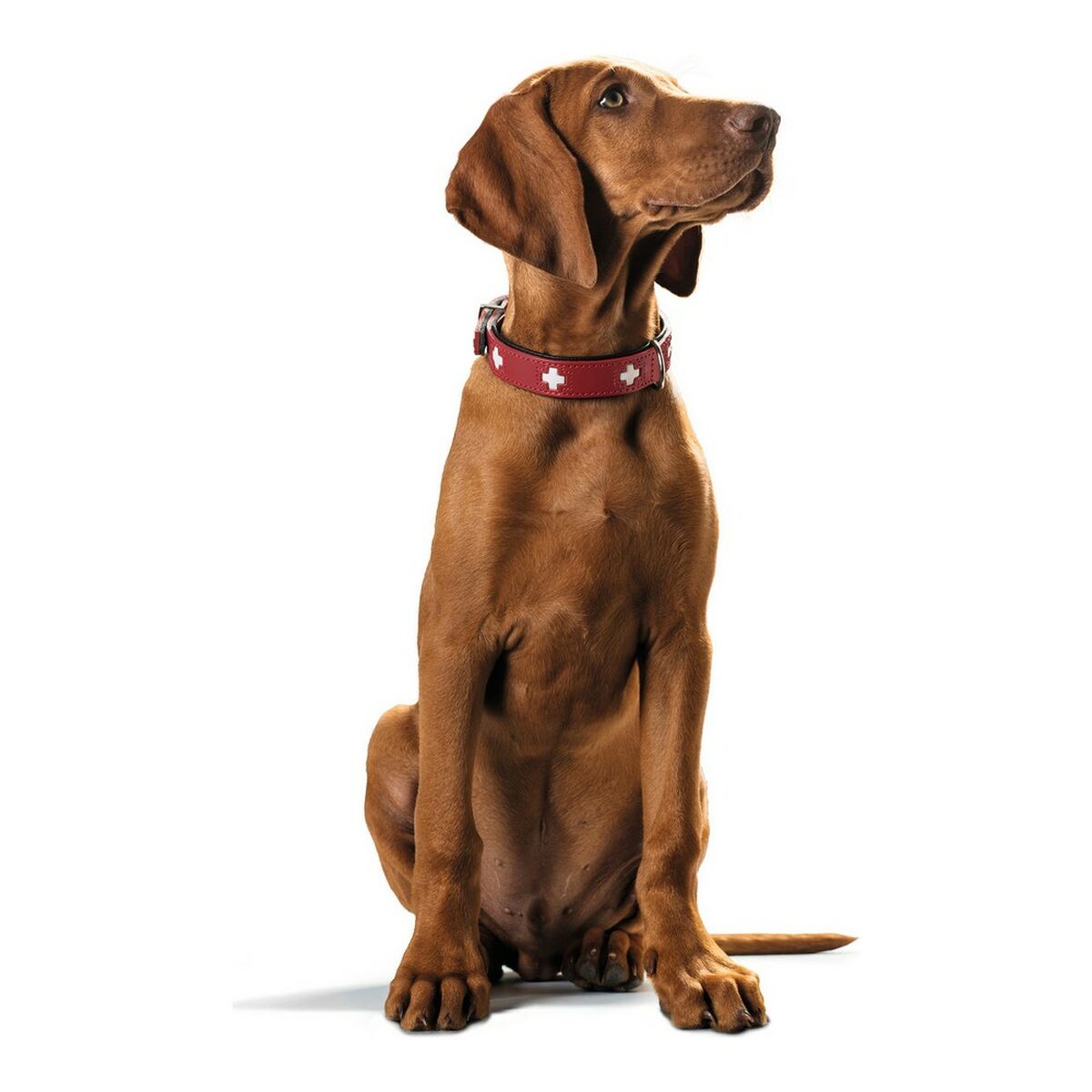 Hunter Swiss Dog Collar Red/Black (35-39. 5 سم)-4