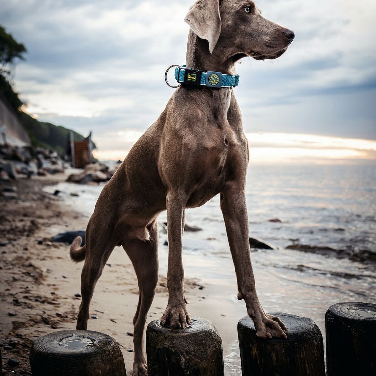 Coleira de cão Hunter Plus fio turquesa 11-2