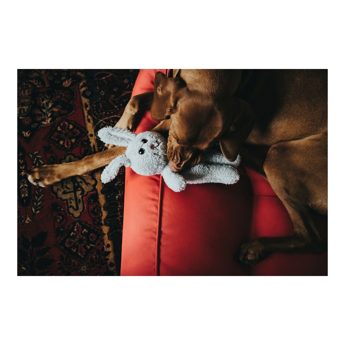 Игрушка для собак Hunter Terni Серый Кролик-2