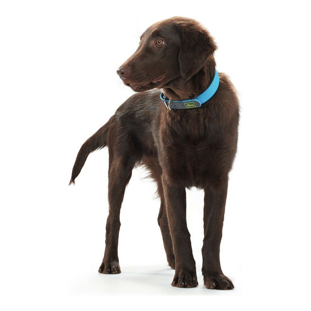 Collar de perro Hunter Convenience turquesa-2