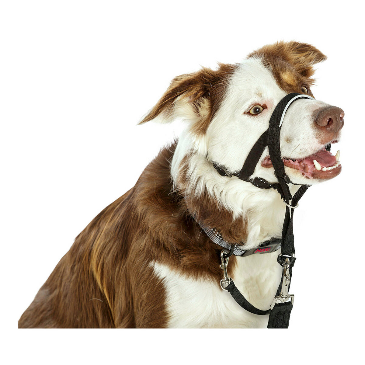 شركة الحيوانات Halti Dog Training Later Black Muzzle (31-40 سم)-5