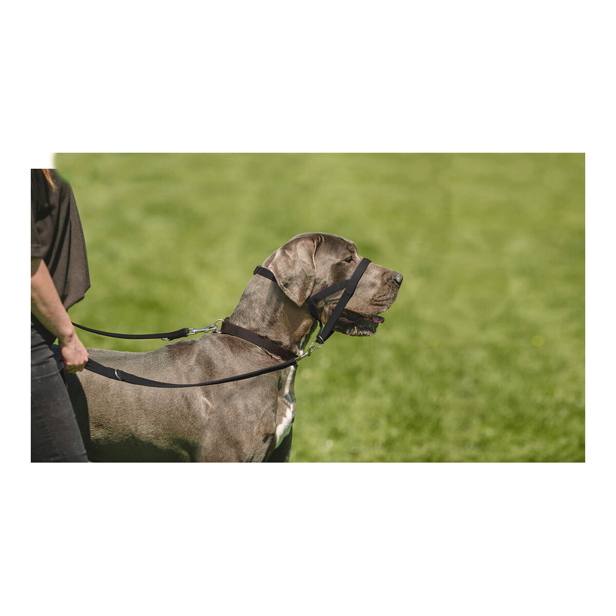 动物公司Halti Black Namordnik训练犬项圈(51-73 cm)-8