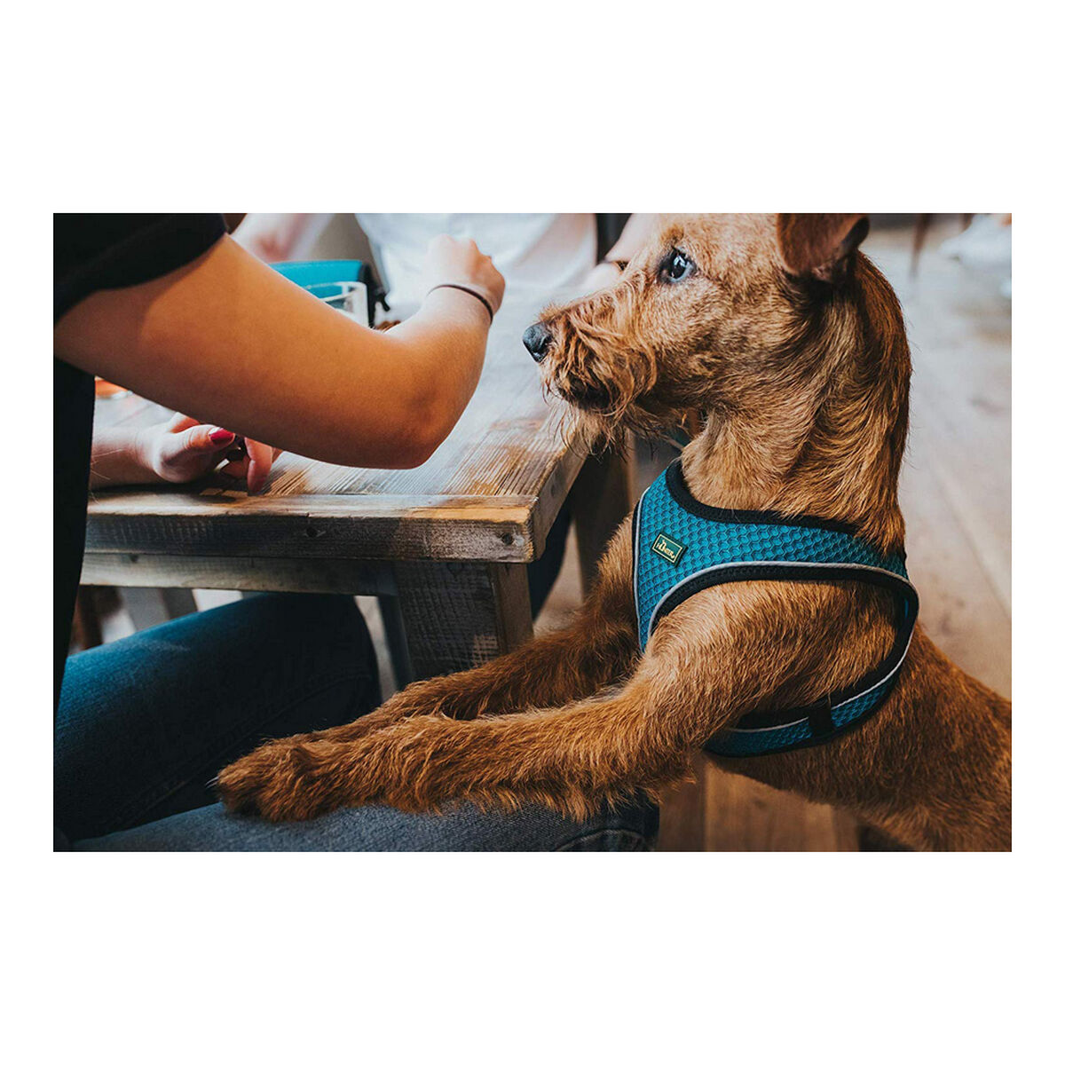 Hunter Hilo Comfort Dog Harness 55-60 سم Orange M-3