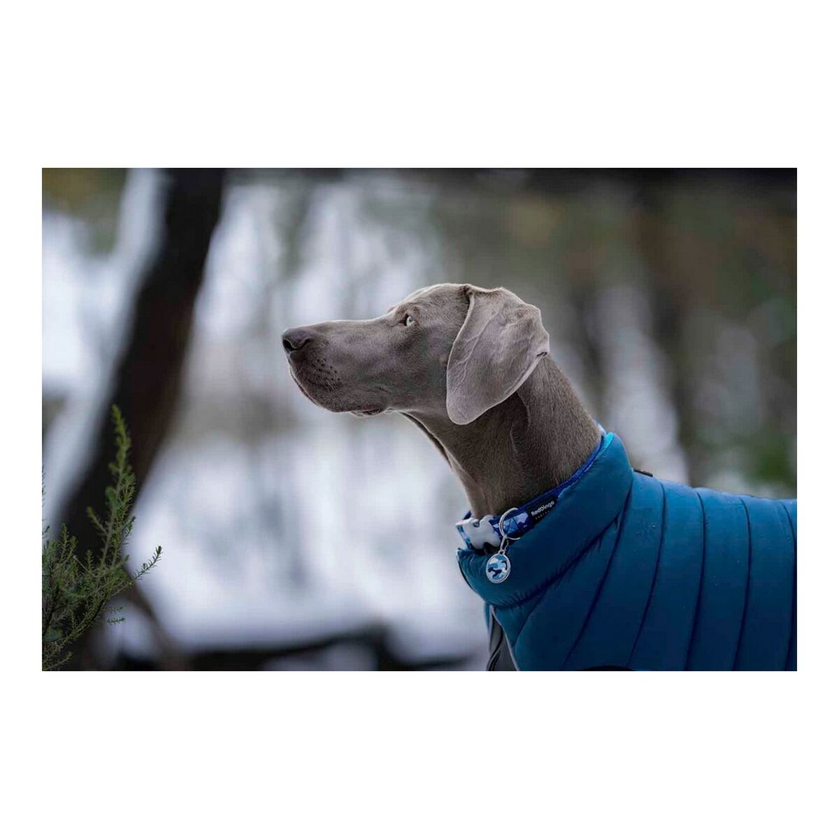 Casaco para cães Red Dingo Puffer turquesa 35 cm-5