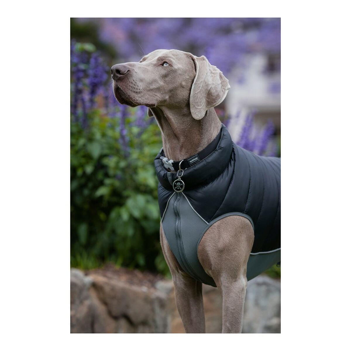 Kırmızı Dingo Puffer Köpek Ceket Siyah/Gri 55 cm-4