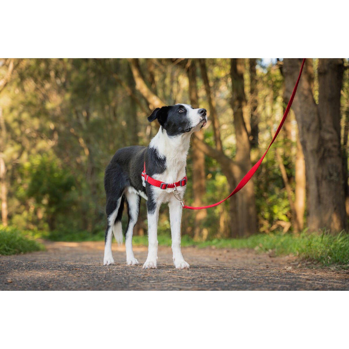 Arnés para perros Red Dingo 70-98 cm Rojo L-2
