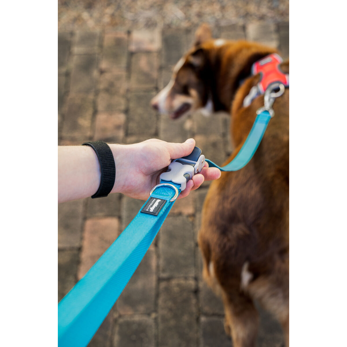 Correa para perros Rojo Dingo turquesa-2
