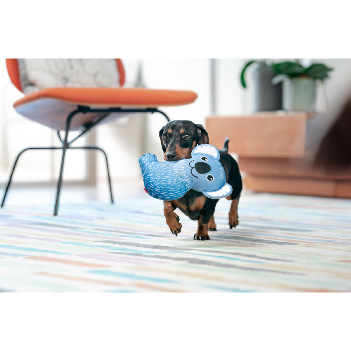 Brinquedo para cães Red Dingo 20 cm Koala Interior/Exterior-2