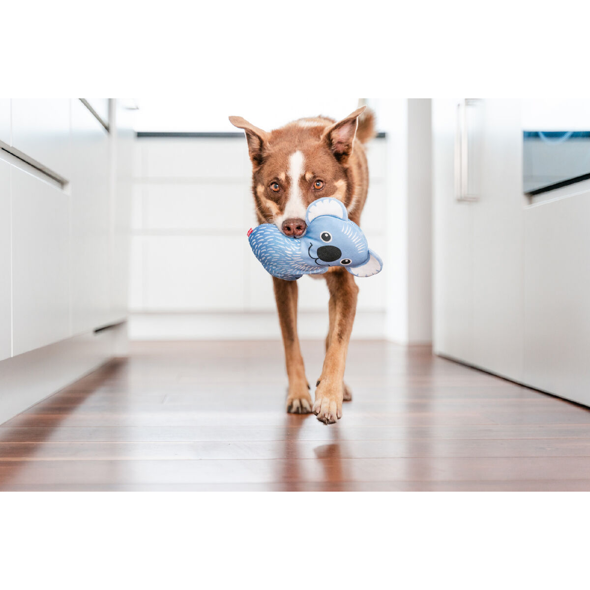 Brinquedo para cães Red Dingo 20 cm Koala Interior/Exterior-3