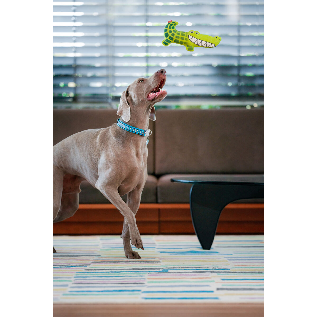 Brinquedo para cães Red Dingo 27,5 cm Crocodilo Interior/Exterior-2