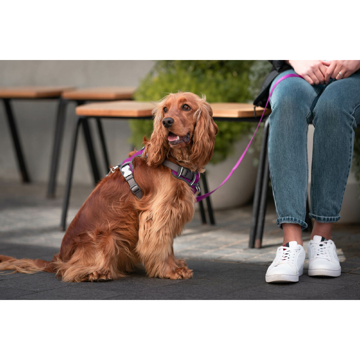 Упряжь для собак Red Dingo Dingo 25-36 cm 31-43 cm Фиолетовый XS-2