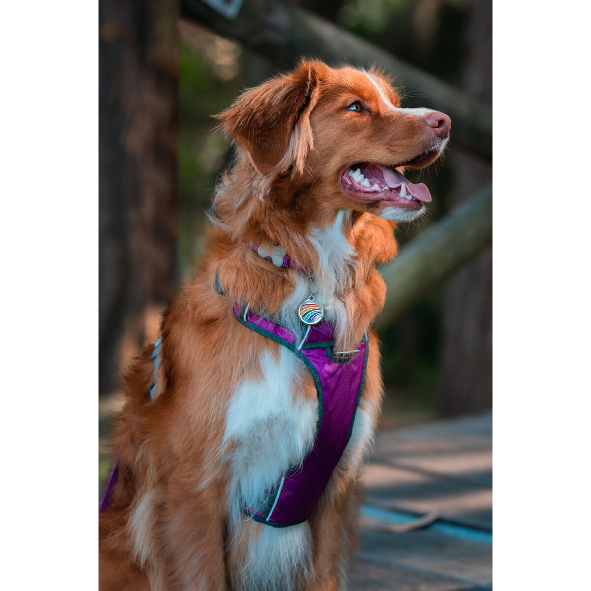 Упряжь для собак Red Dingo Dingo 25-36 cm 31-43 cm Фиолетовый XS-4