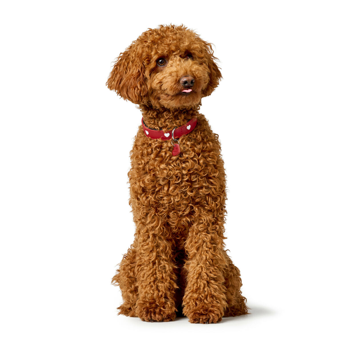 Coleira de cão Hunter Love XS/S 30-34 cm Rojo/Branco-6