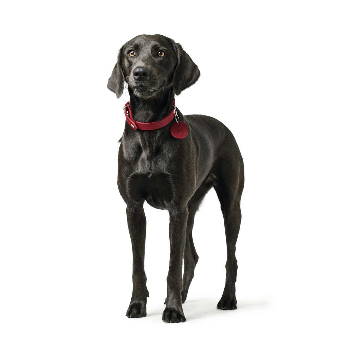 Coleira de cão Hunter Aalborg Vermelho S 32-38 cm-3