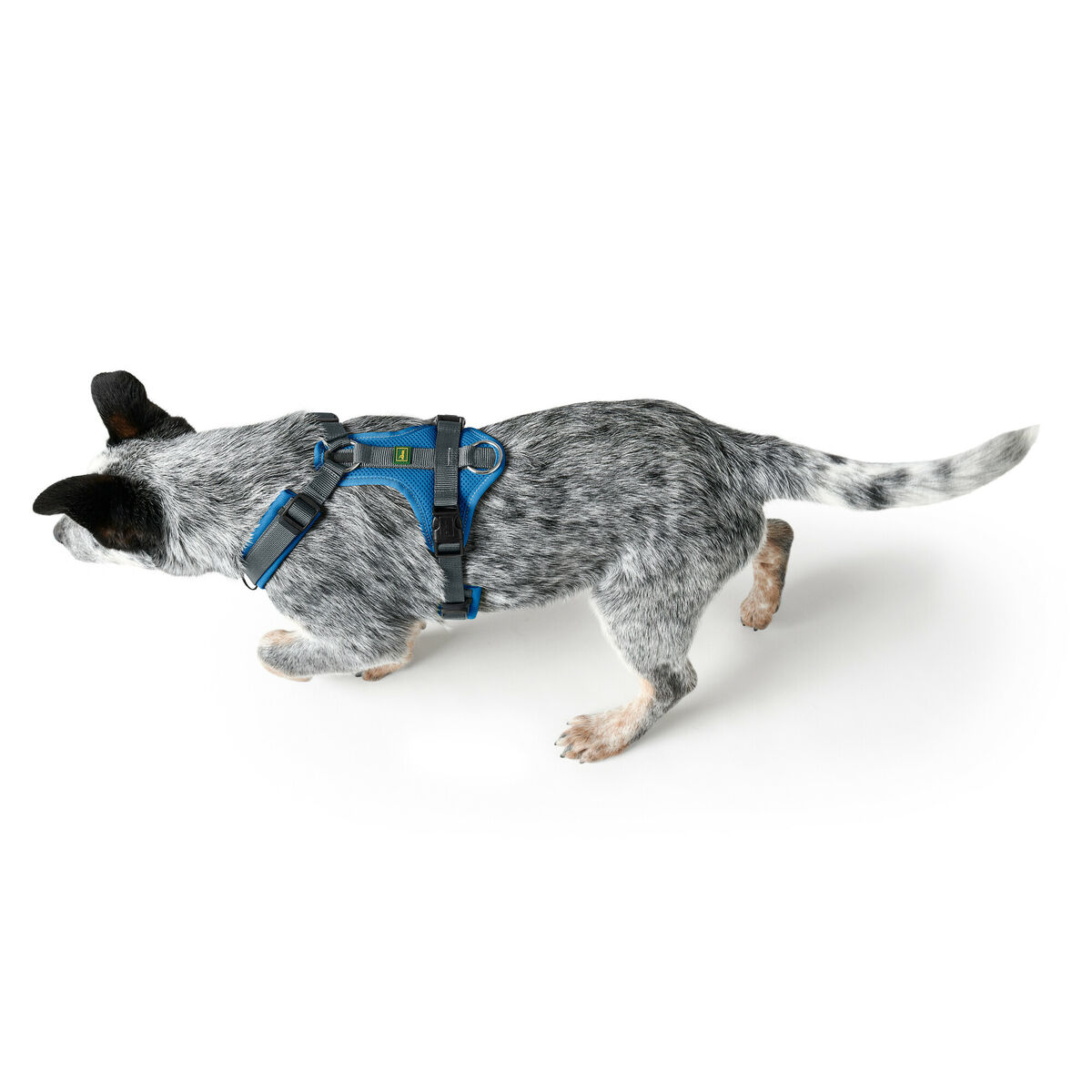 Hundegeschirr Hunter Maldon Up Blau 57-98 cm-3