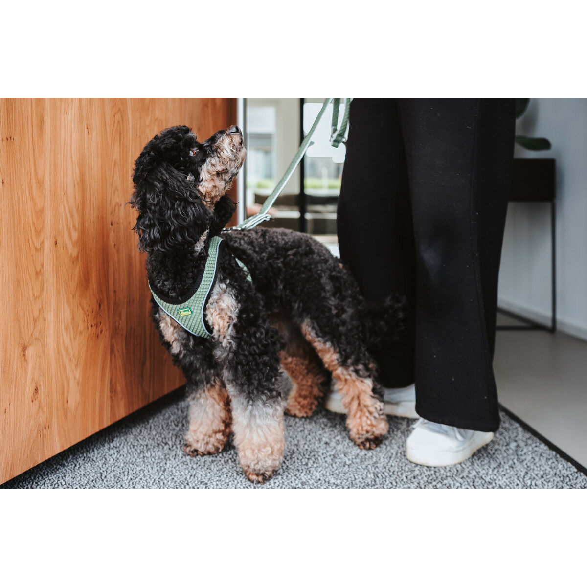 Harnais pour chiens Hunter Comfort Vert M/L 58-63 cm-4