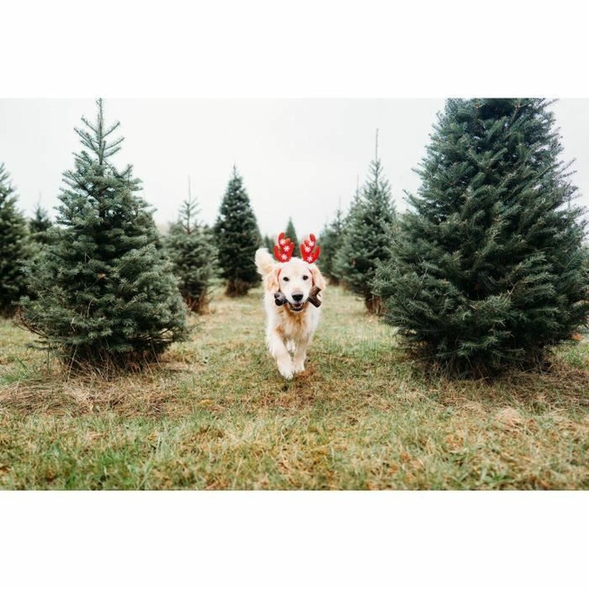 Köpek diş kaşıyıcı Benebone kahverengi hayvanlar-3