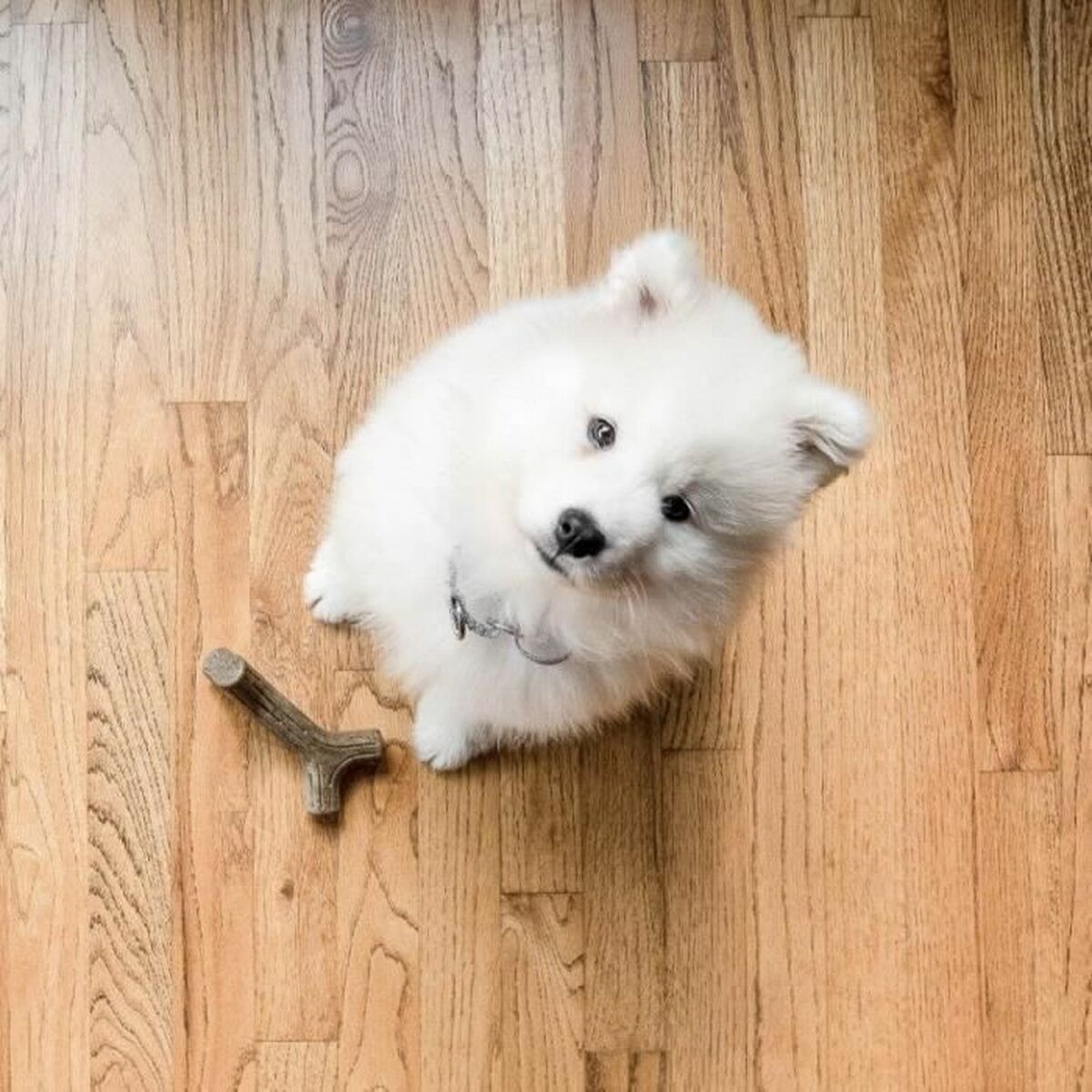 Köpek diş kaşıyıcı Benebone kahverengi hayvanlar-4