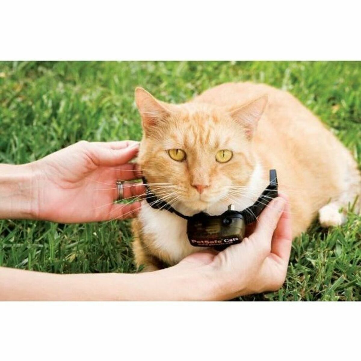 Кошачий ошейник PetSafe Prf-3004xw-20-3