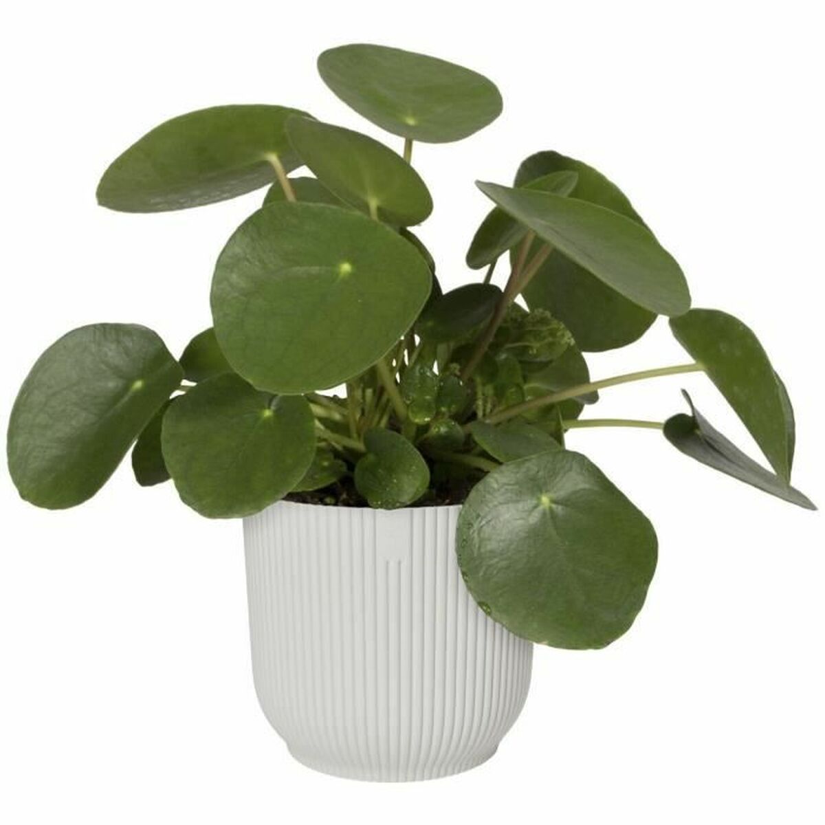 Lata Elho  25 cm Volta Branca Plástico-5