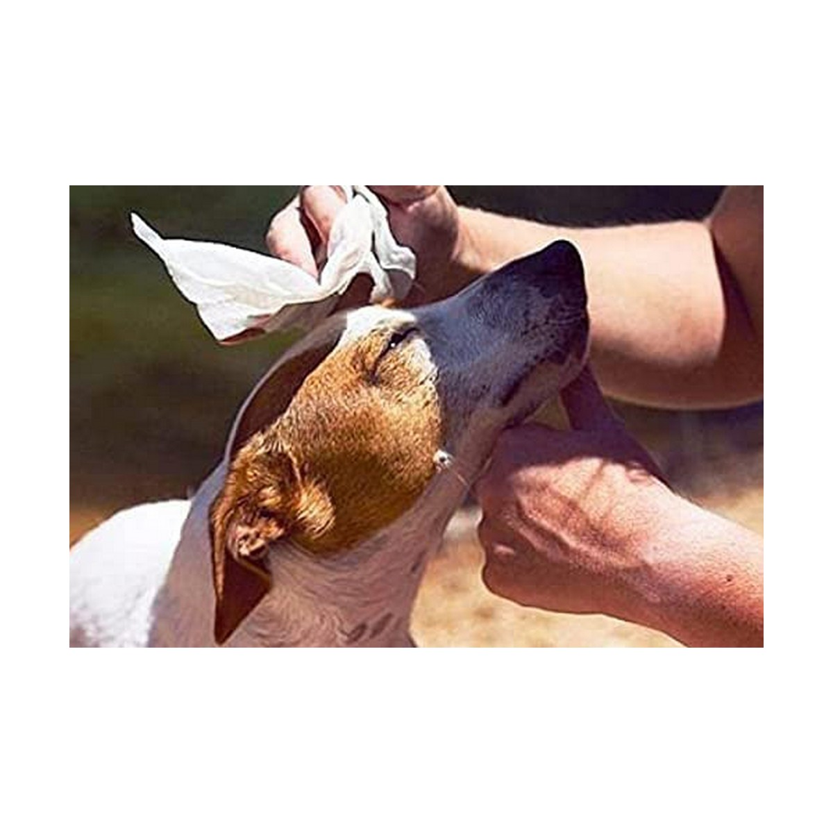 Guardanapos para animais de estimação GILL 'S XL 40 uds 30 x 20 cm-3